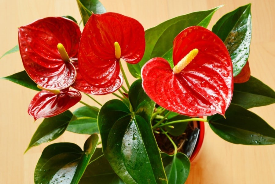 Low maintenance indoor flowering plants.